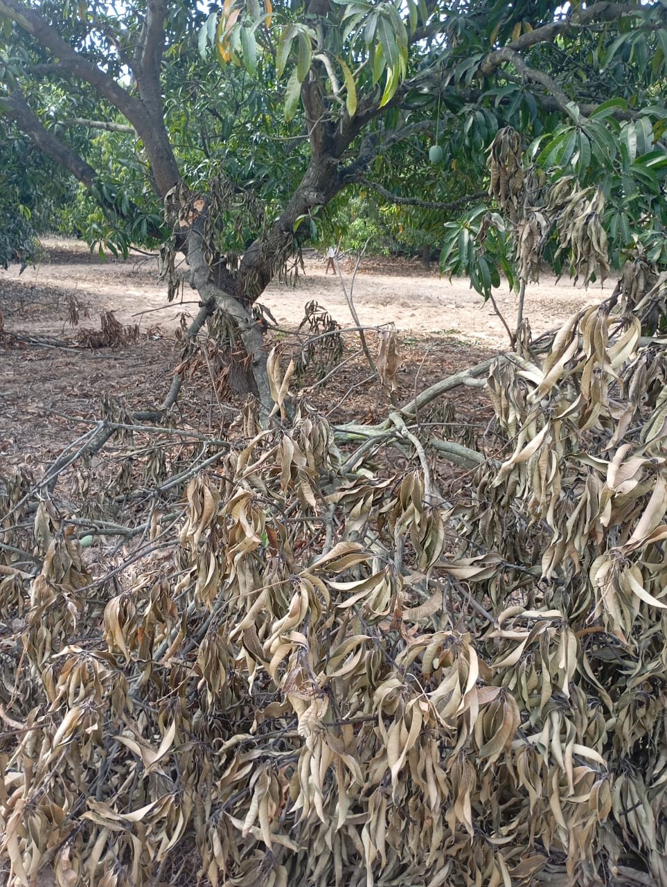 Save the crop - and the farmer's life - from elephant destruction